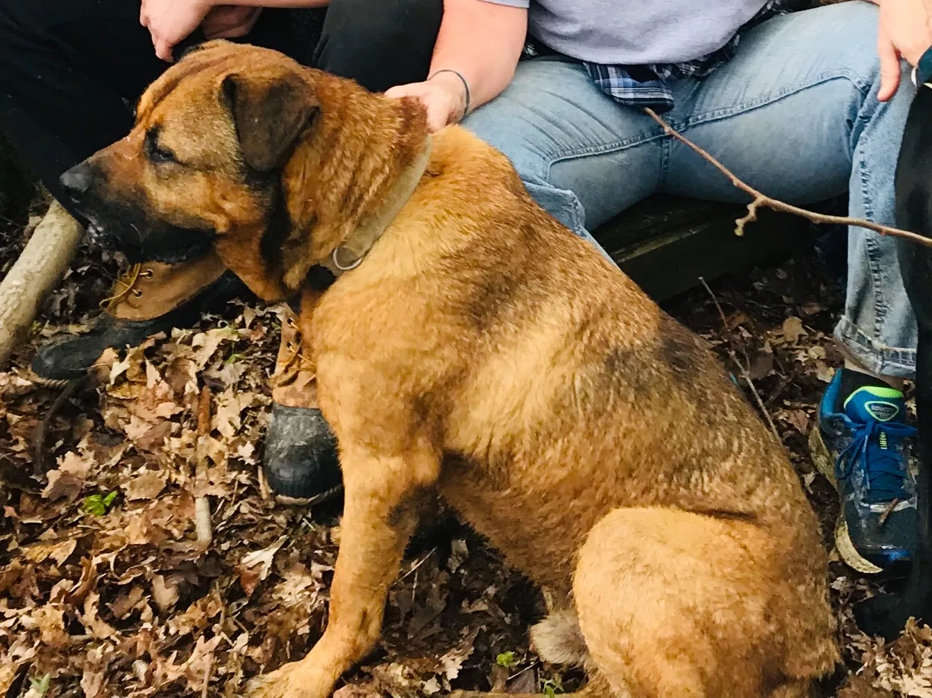 Lost dog in South Salem, OH, 45681