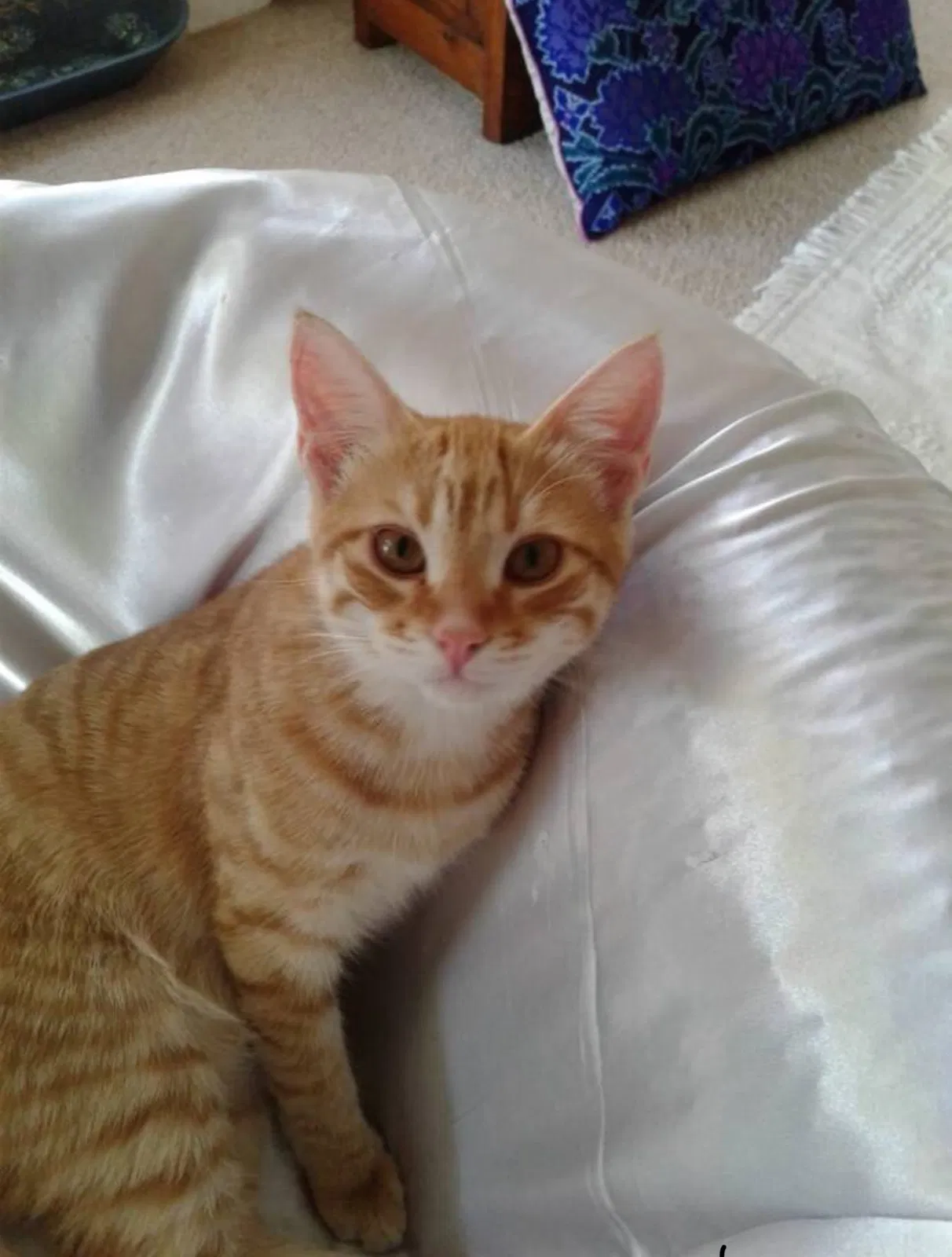 Lost cat in Oceanside, CA, 92056