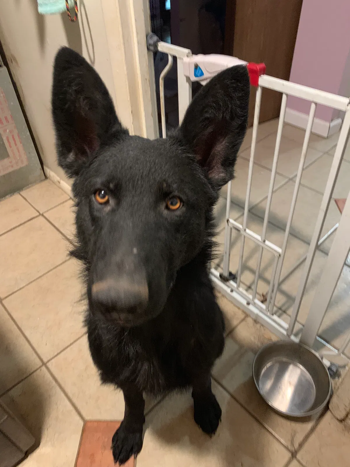 Lost dog in Dayton, OH, 45424