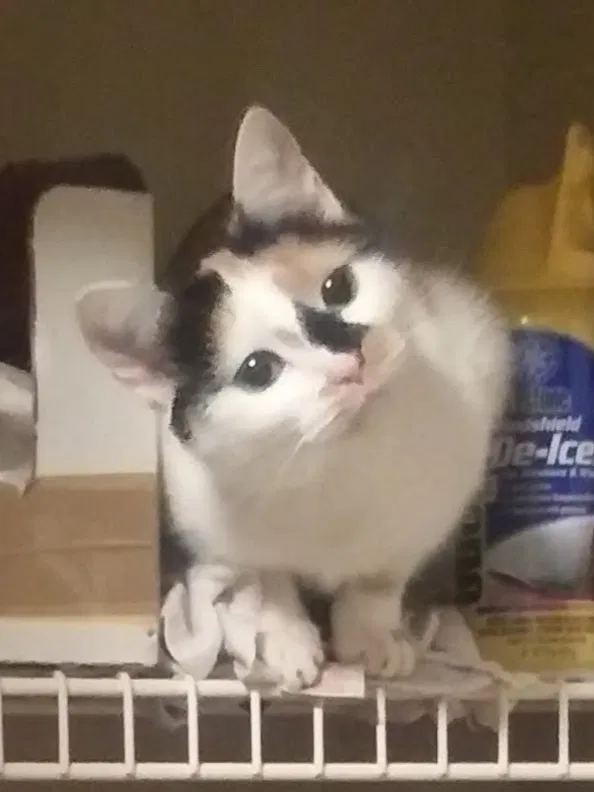 Lost cat in Columbus, OH, 43207