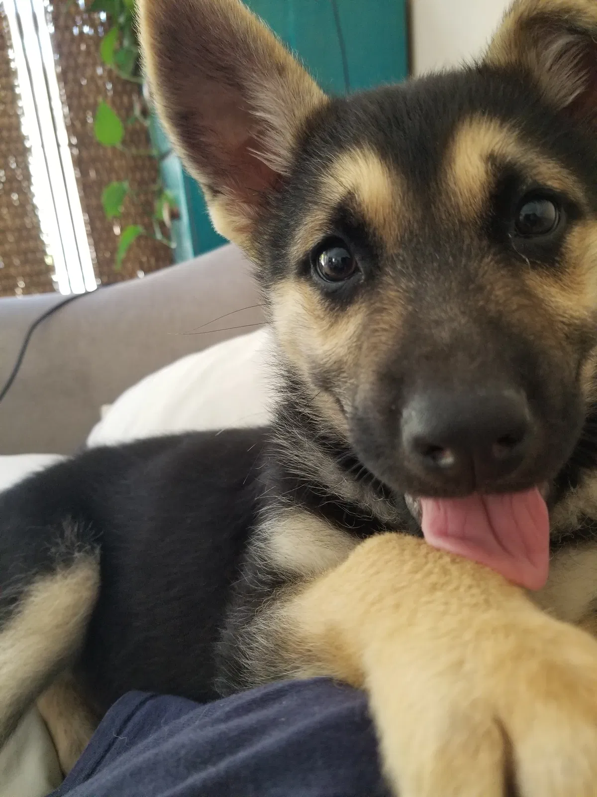 Lost dog in Northridge, CA, 91324