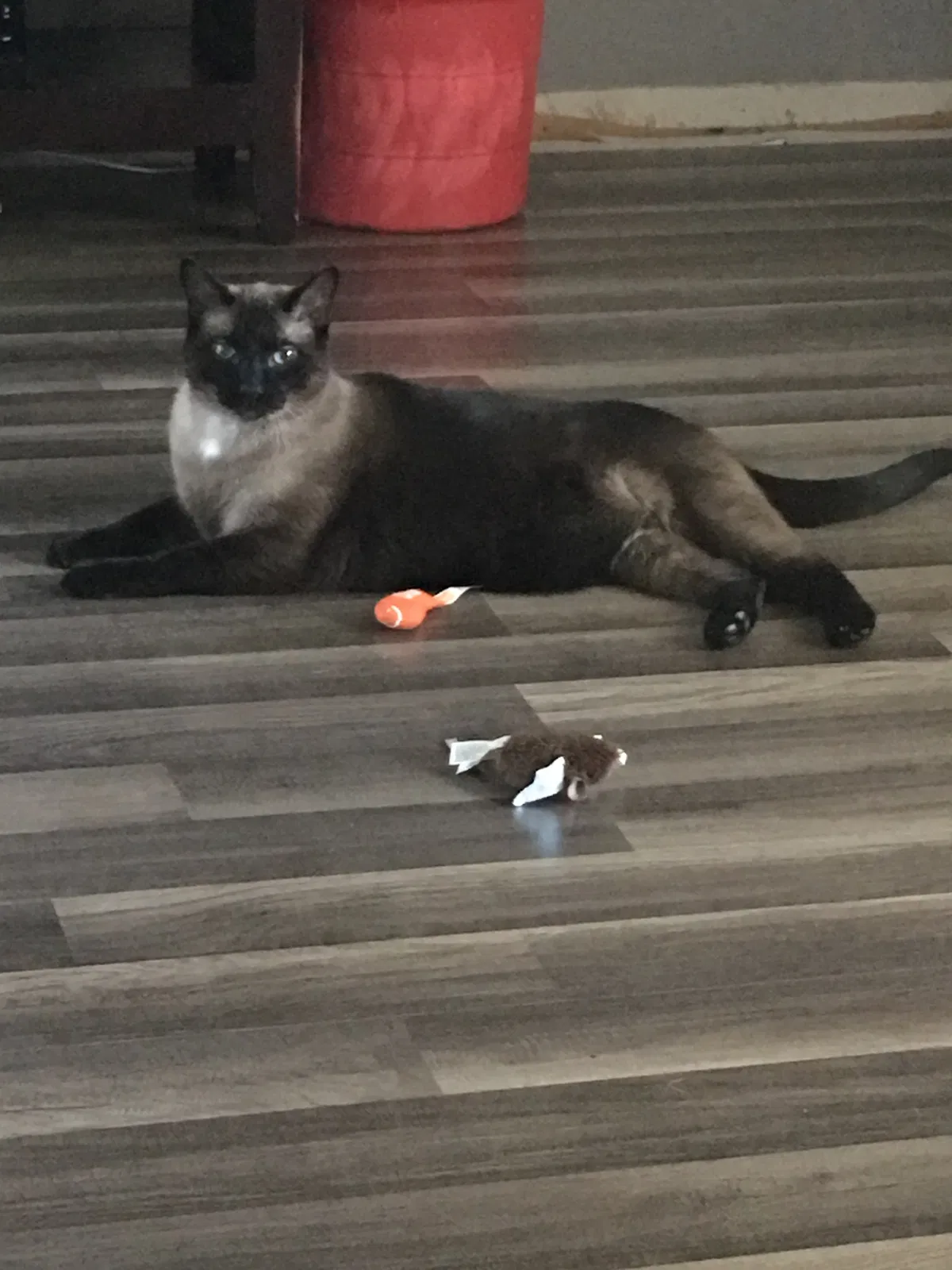 Lost cat in Hilliard, OH, 43026