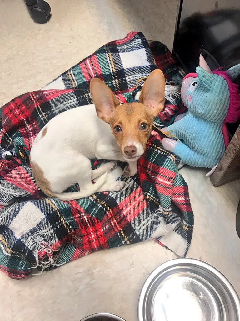 Lost dog in Grove City, OH, 43123