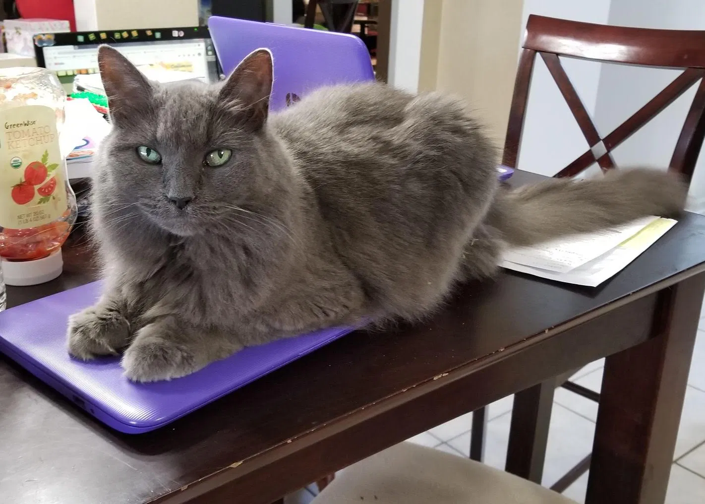 Lost cat in Davenport, FL, 33897