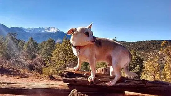 Lost dog in Colorado Springs, CO, 80905