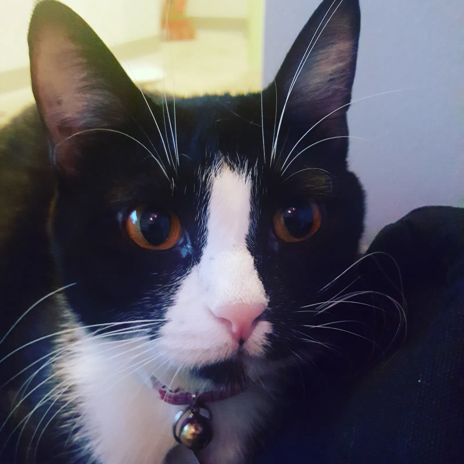 Lost cat in Seattle, WA, 98112