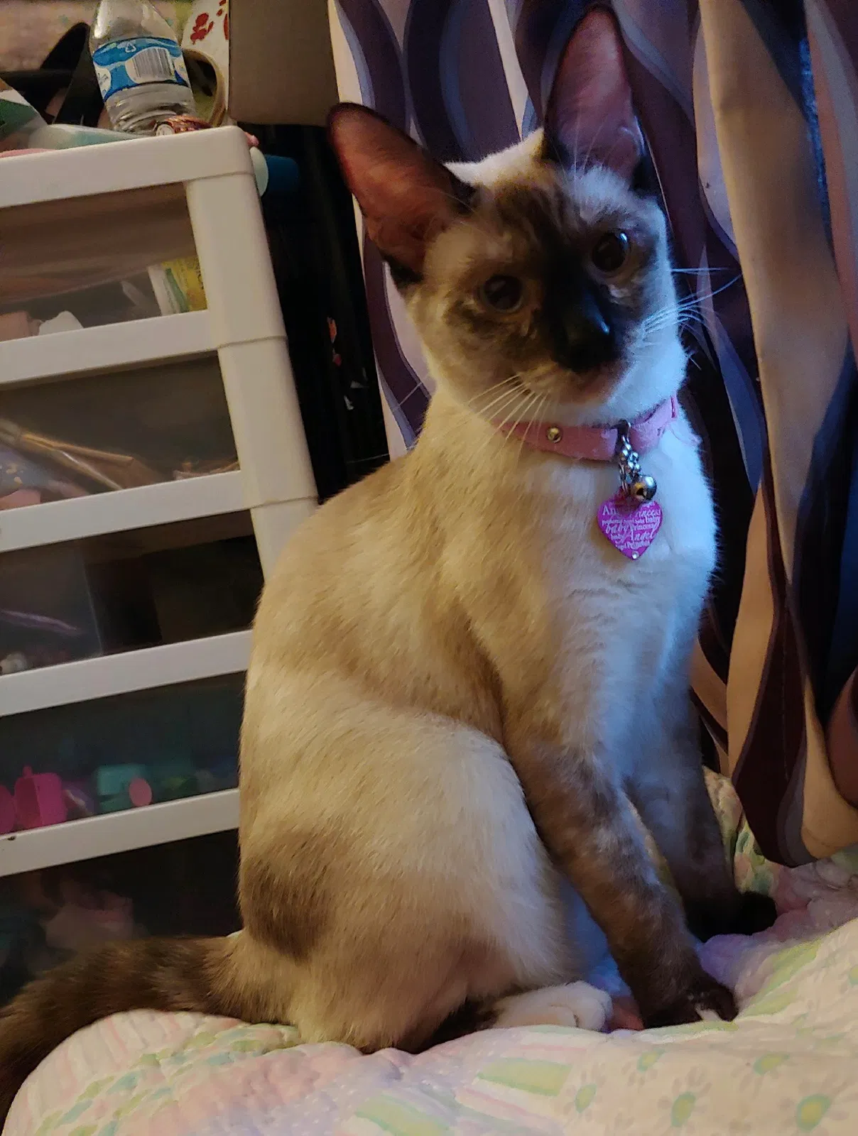 Lost cat in Santa Ana, CA, 92701