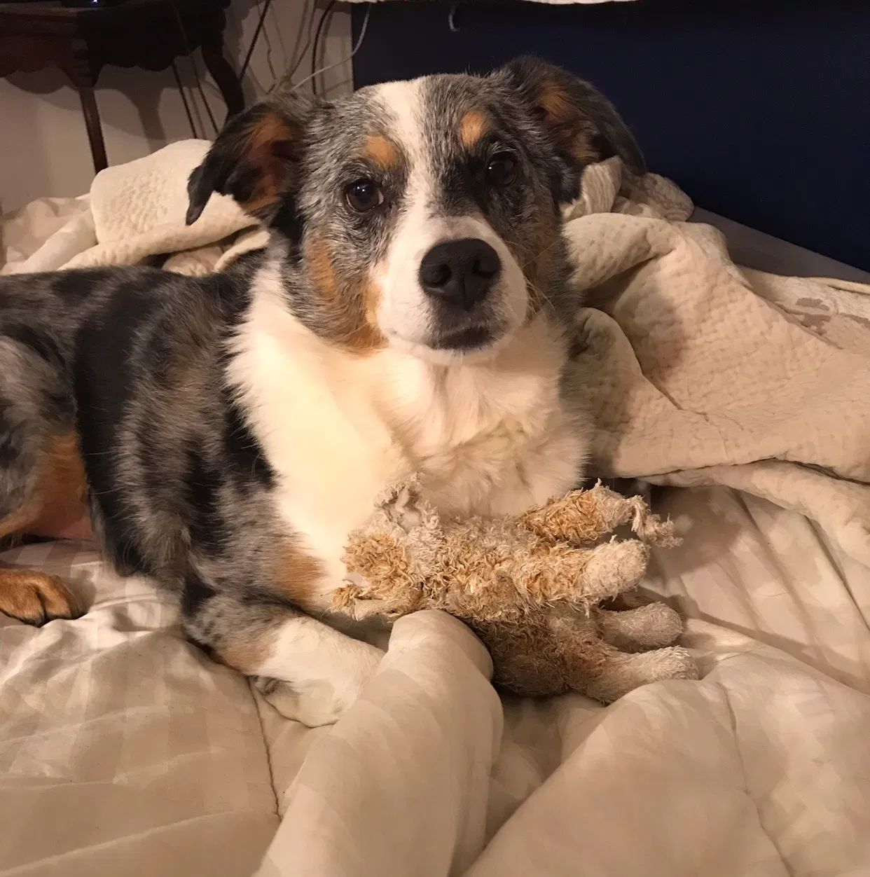Lost dog in Denver, CO, 80211