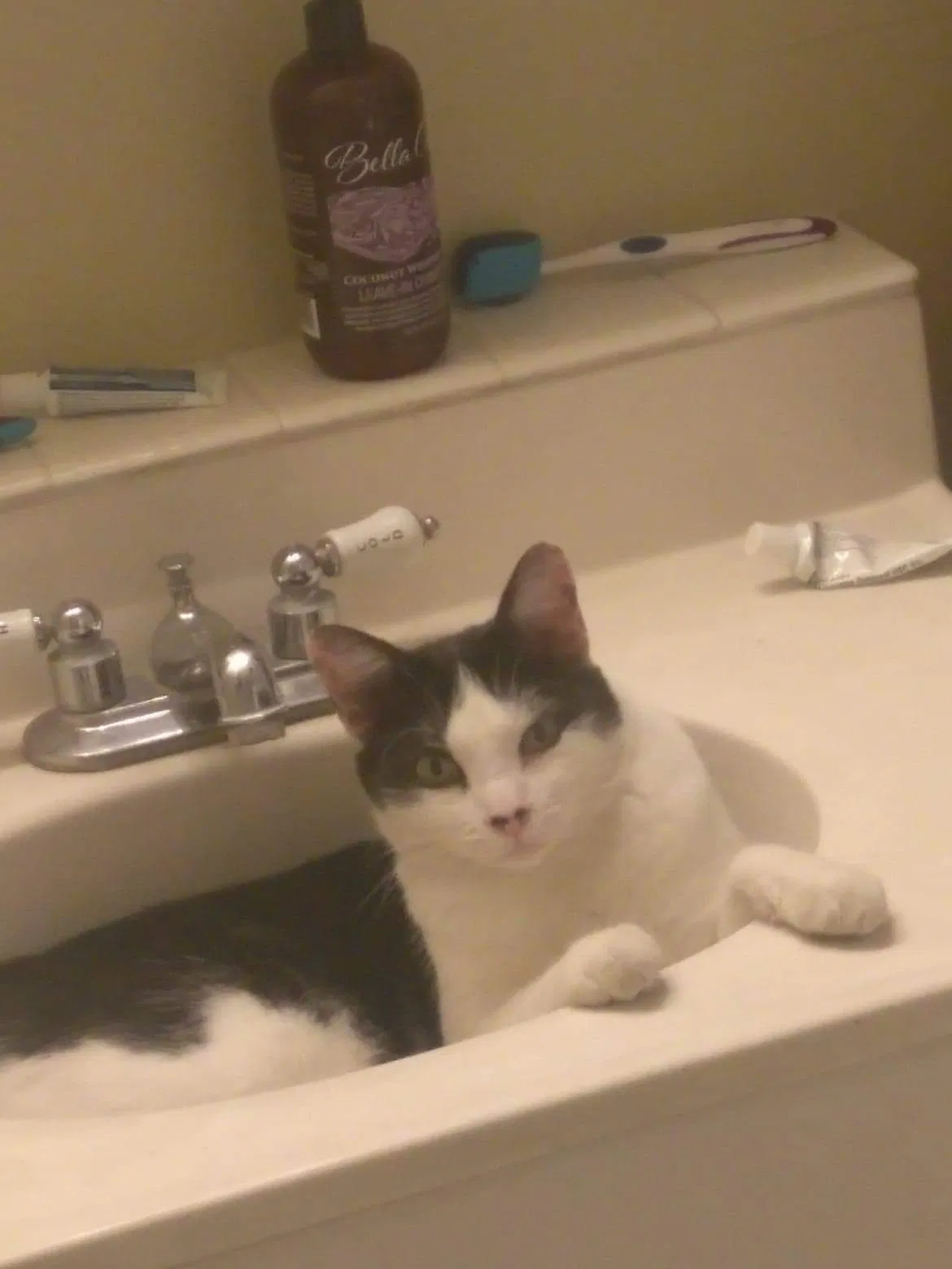 Lost cat in Tucson, AZ, 85716