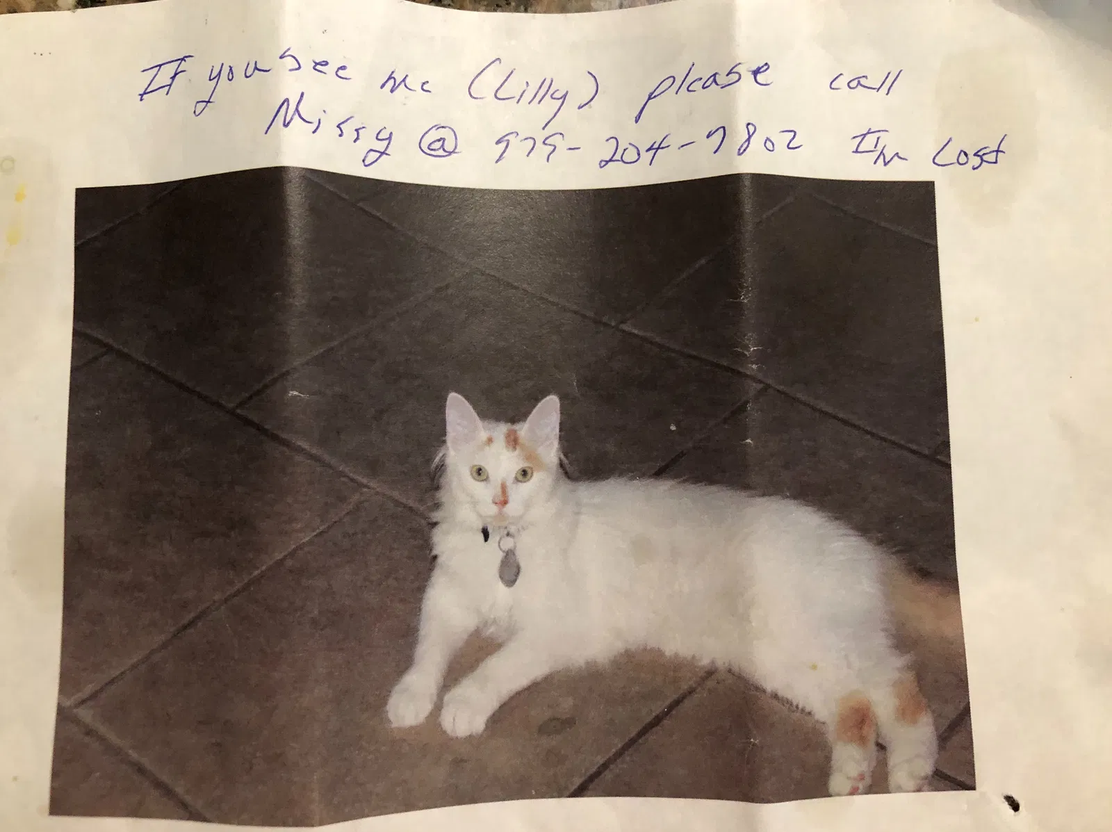 Lost cat in College Station, TX, 77845