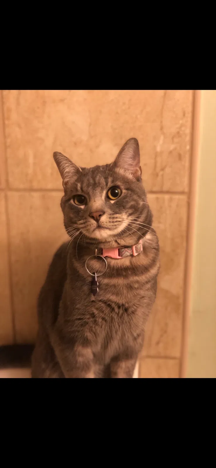 Lost cat in Kansas City, MO, 64151