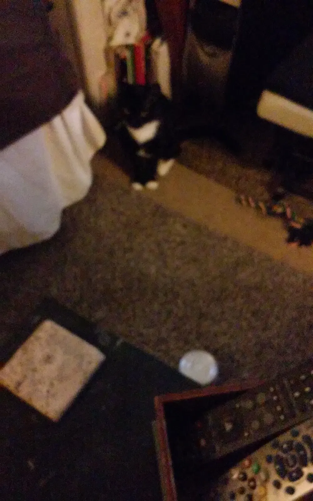 Lost cat in Lafayette, LA, 70506