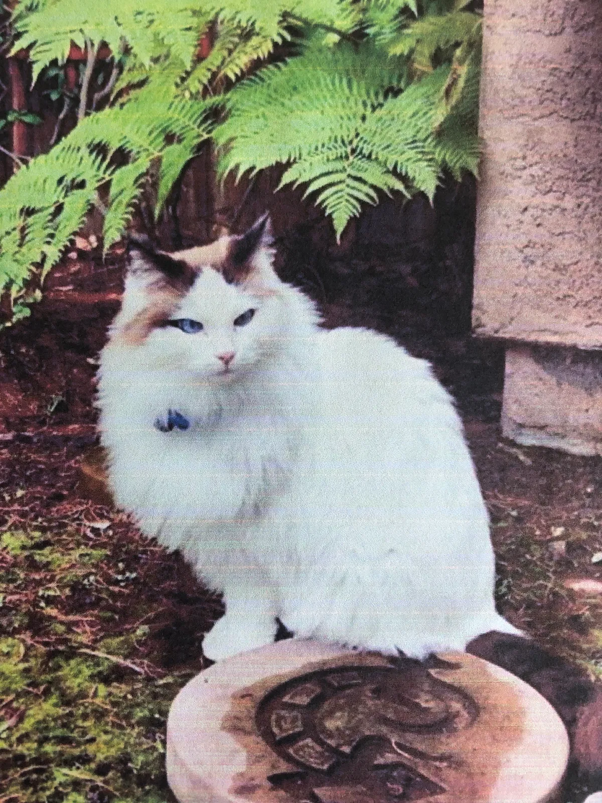Lost cat in Temecula, CA, 92592
