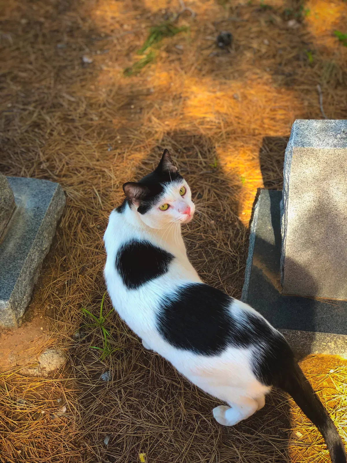 Lost cat in Tucson, AZ, 85741