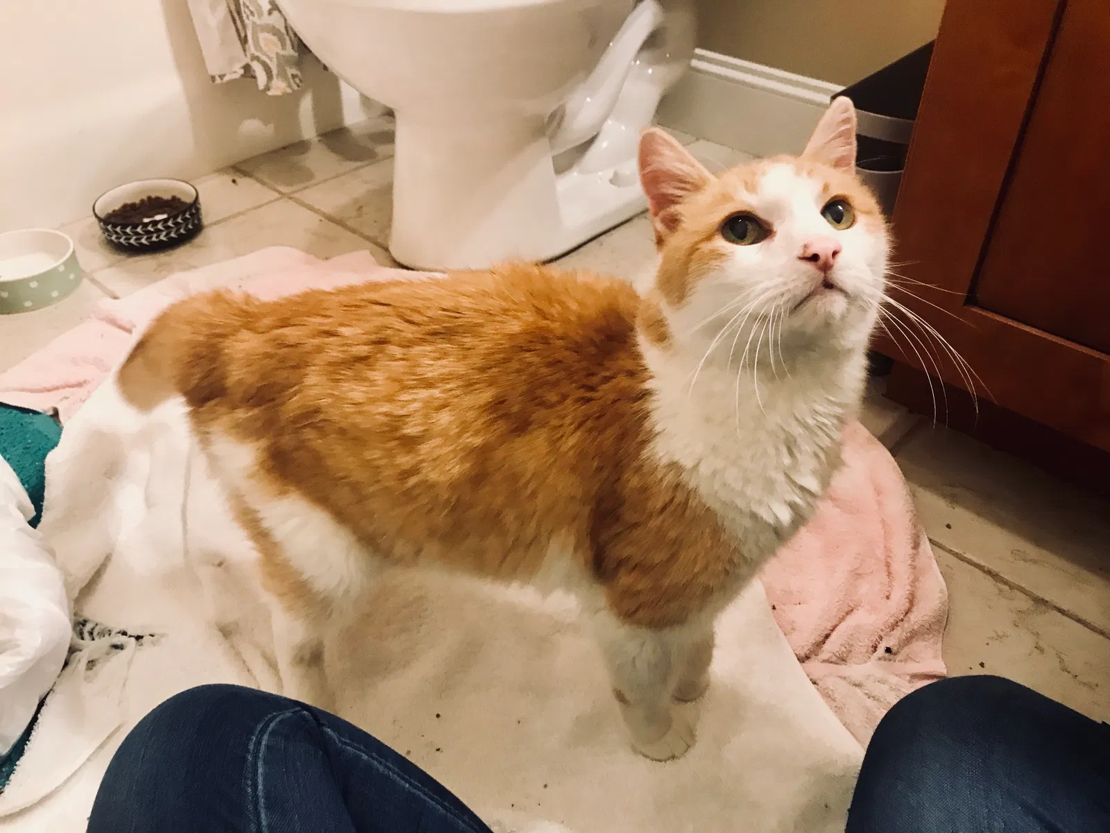 Lost cat in Weaverville, NC, 28787
