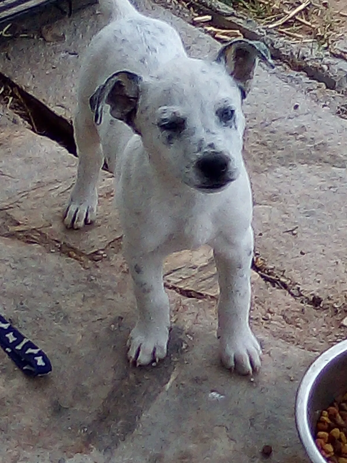 Lost dog in Midland, TX, 79701