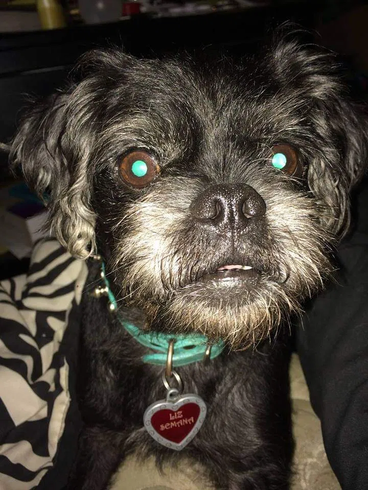 Lost dog in Wilmer, AL, 36587