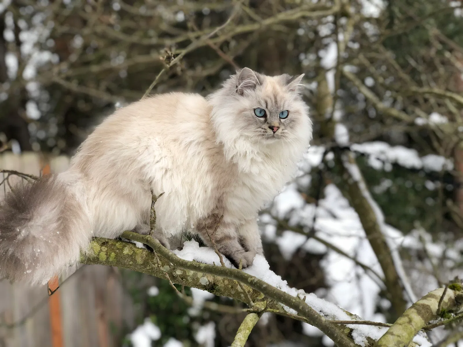 Lost cat in Bellingham, WA, 98225