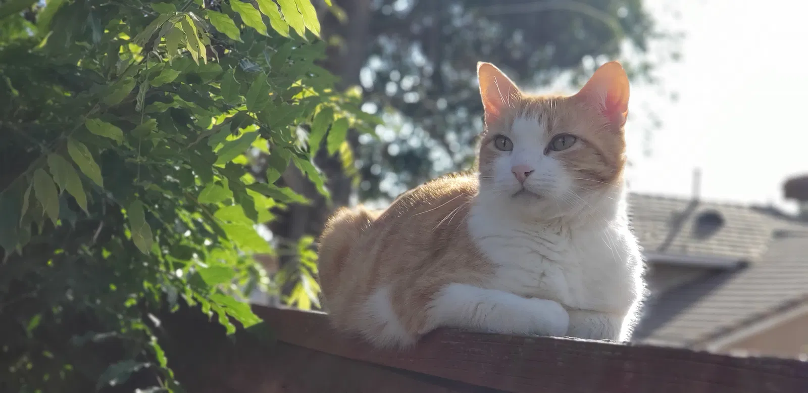 Lost cat in Temecula, CA, 92591