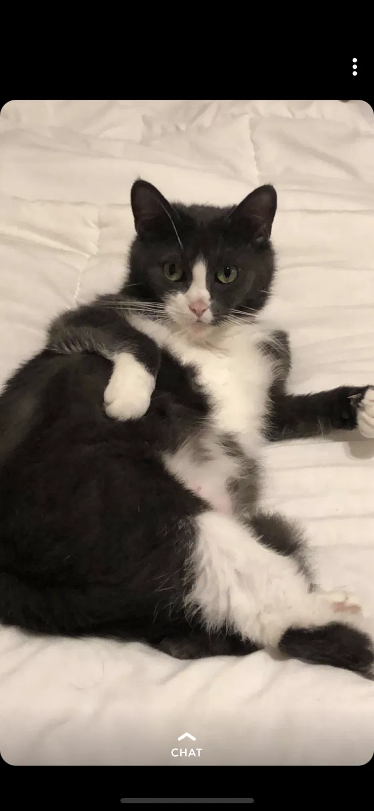 Lost cat in Imperial Beach, CA, 91932
