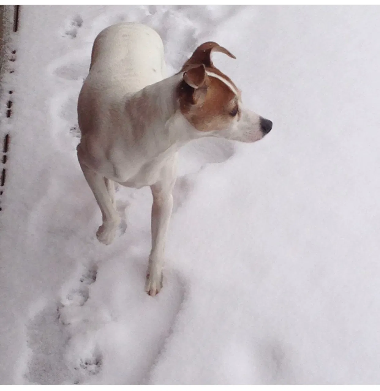 Lost dog in Loxley, AL, 36551