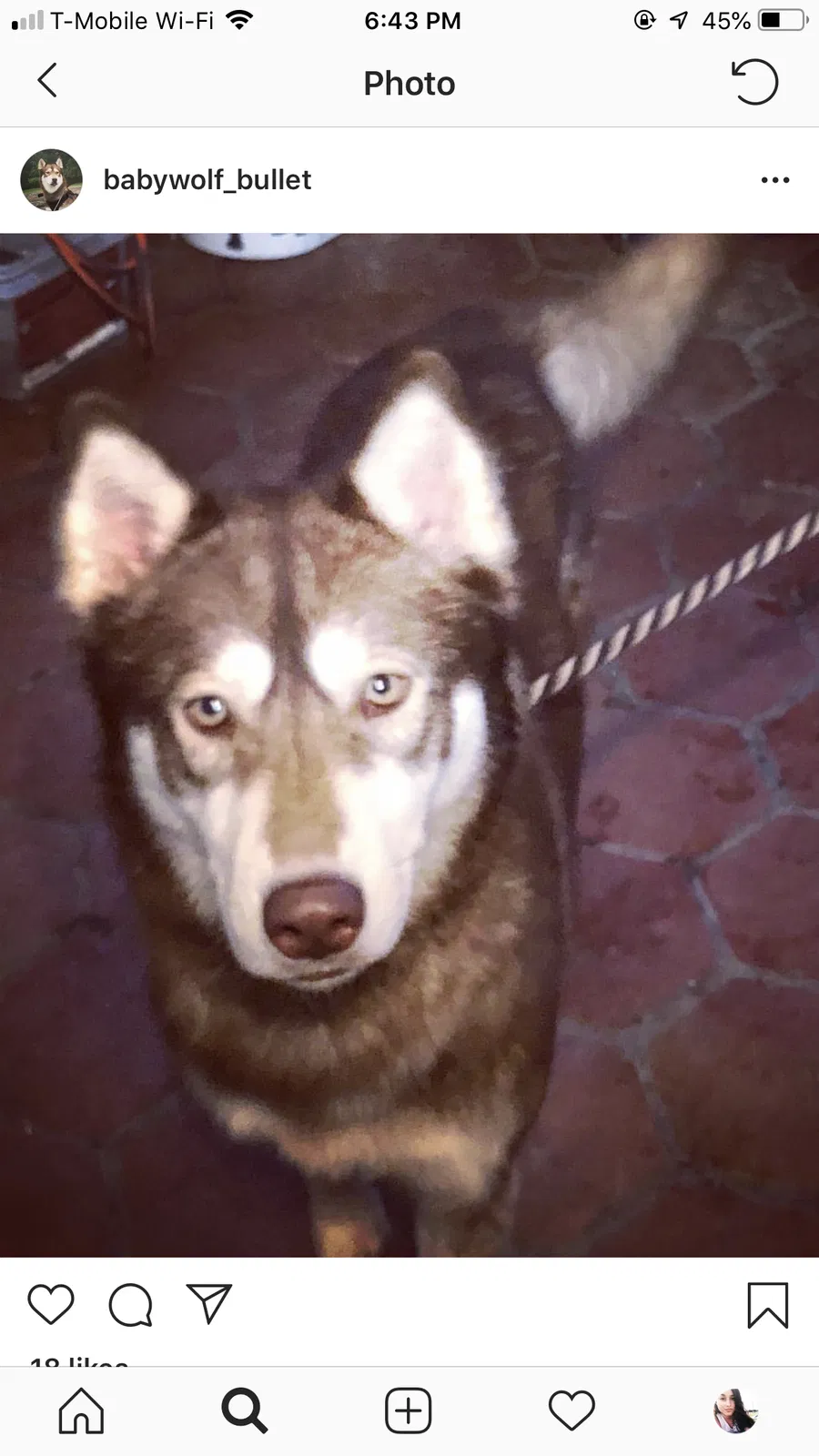 Lost dog in Mahopac, NY, 10541