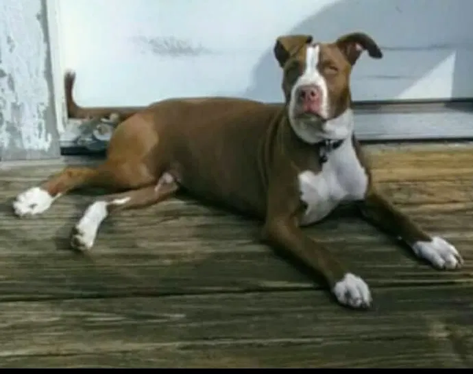 Lost dog in Jacksonville, FL, 32234