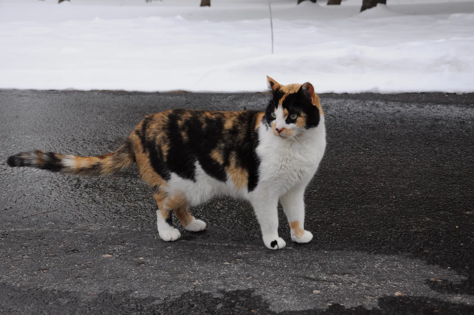 Lost cat in River Falls, WI, 54022