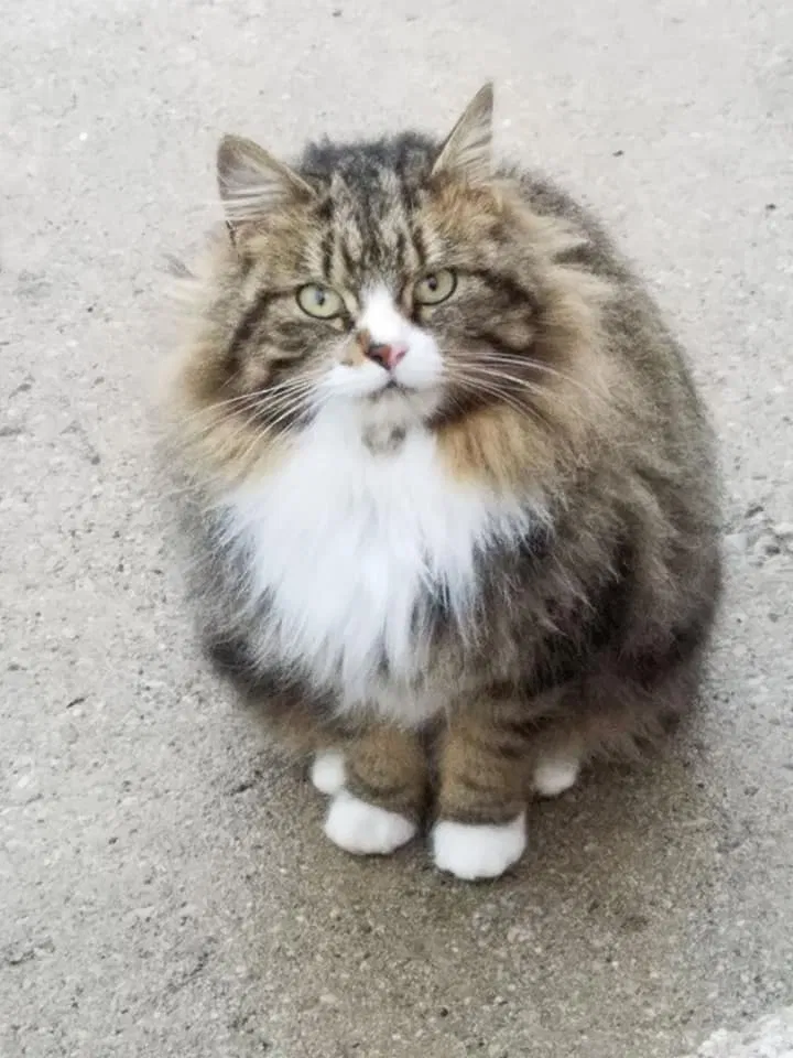 Lost cat in Fredonia, WI, 53021