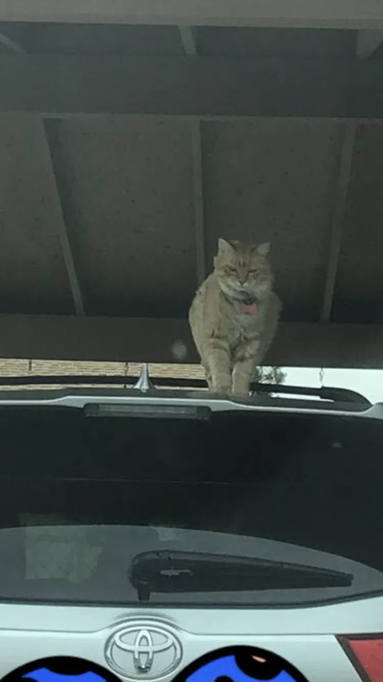 Lost cat in Magna, UT, 84044