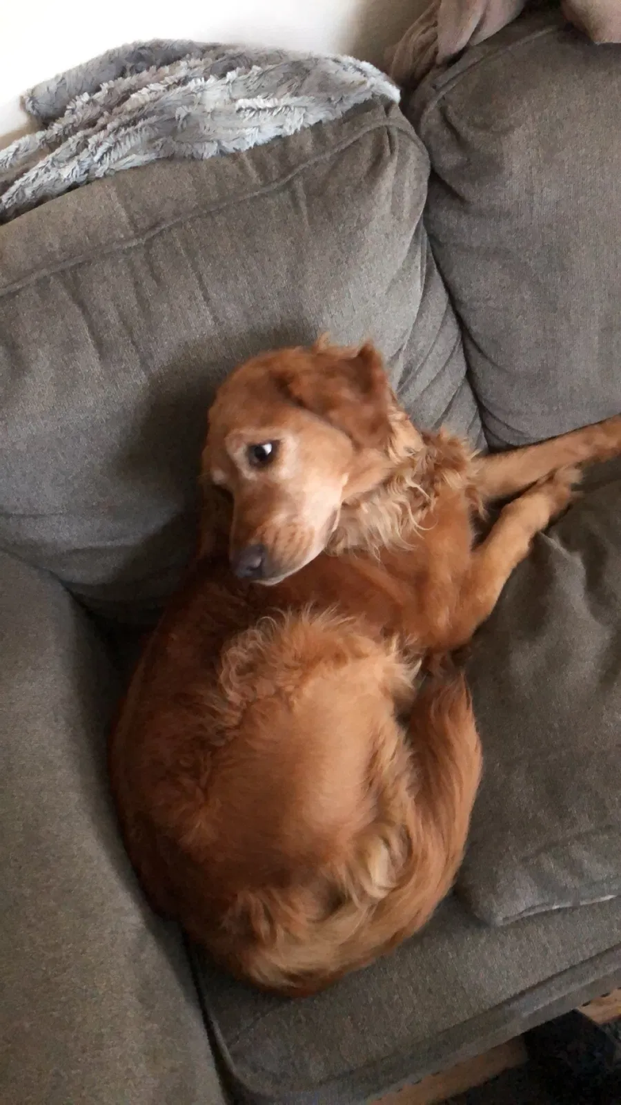 Lost dog in Barrington, IL, 60010