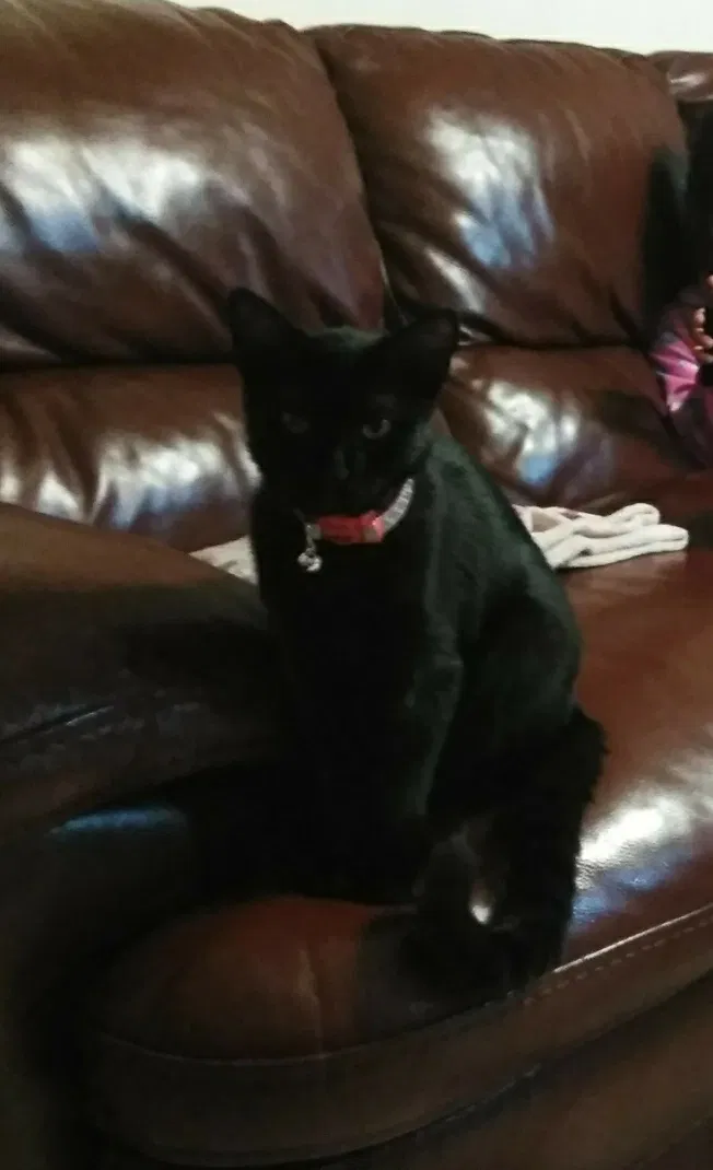 Lost cat in Tampa, FL, 33604