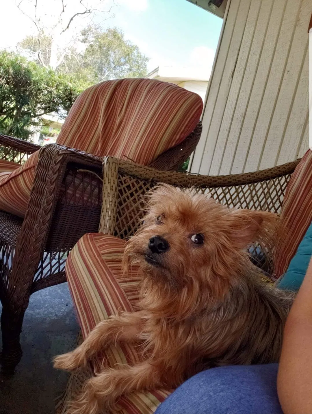 Lost dog in Ormond Beach, FL, 32174