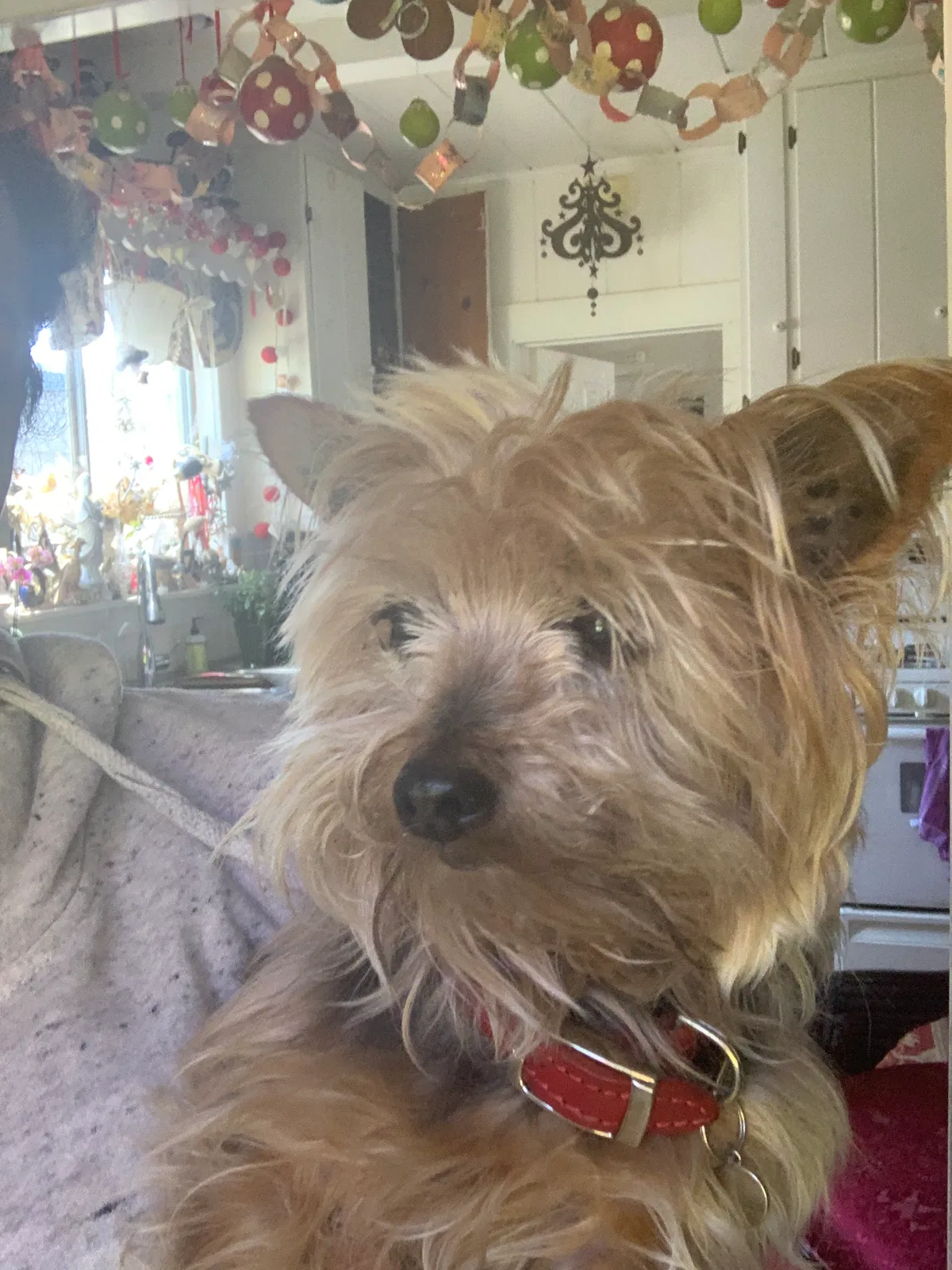 Lost dog in El Cerrito, CA, 94530