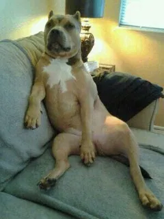 Lost dog in Hayward, CA, 94545