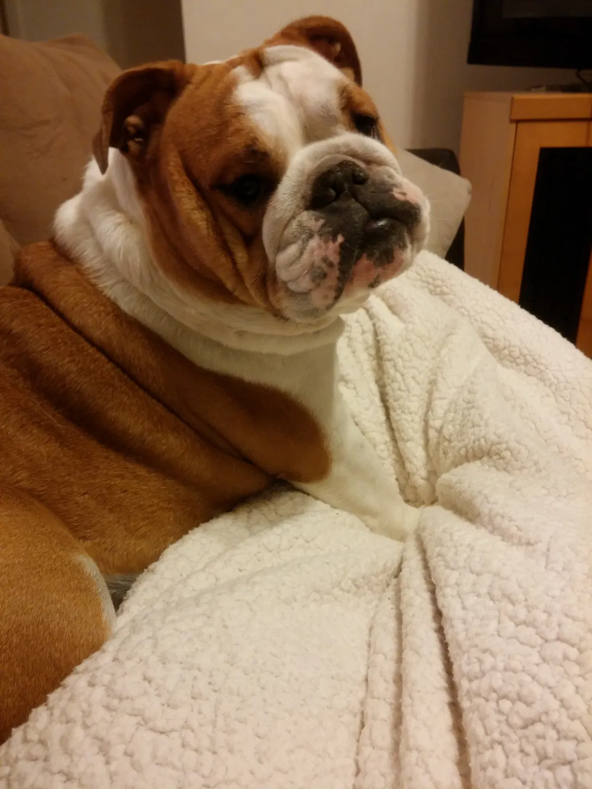 Lost dog in Miami, FL, 33168