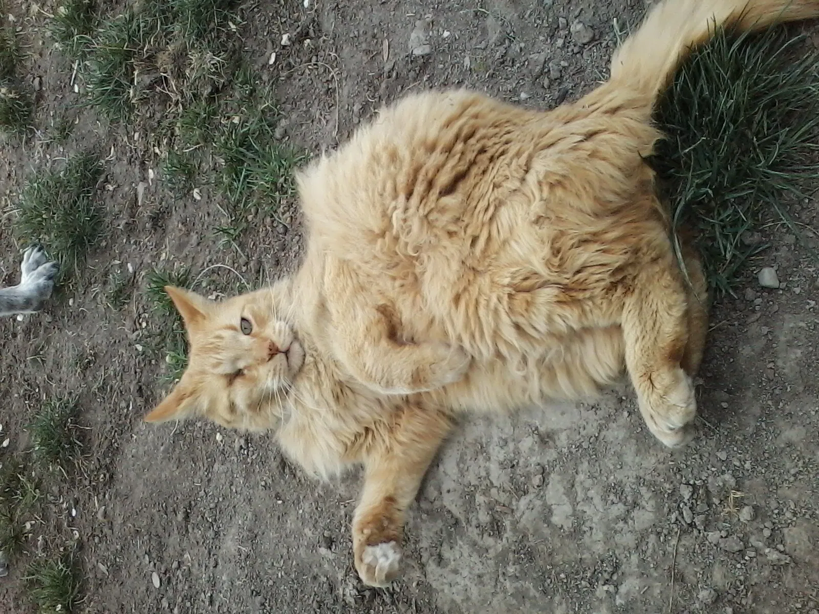 Lost cat in West Jordan, UT, 84084