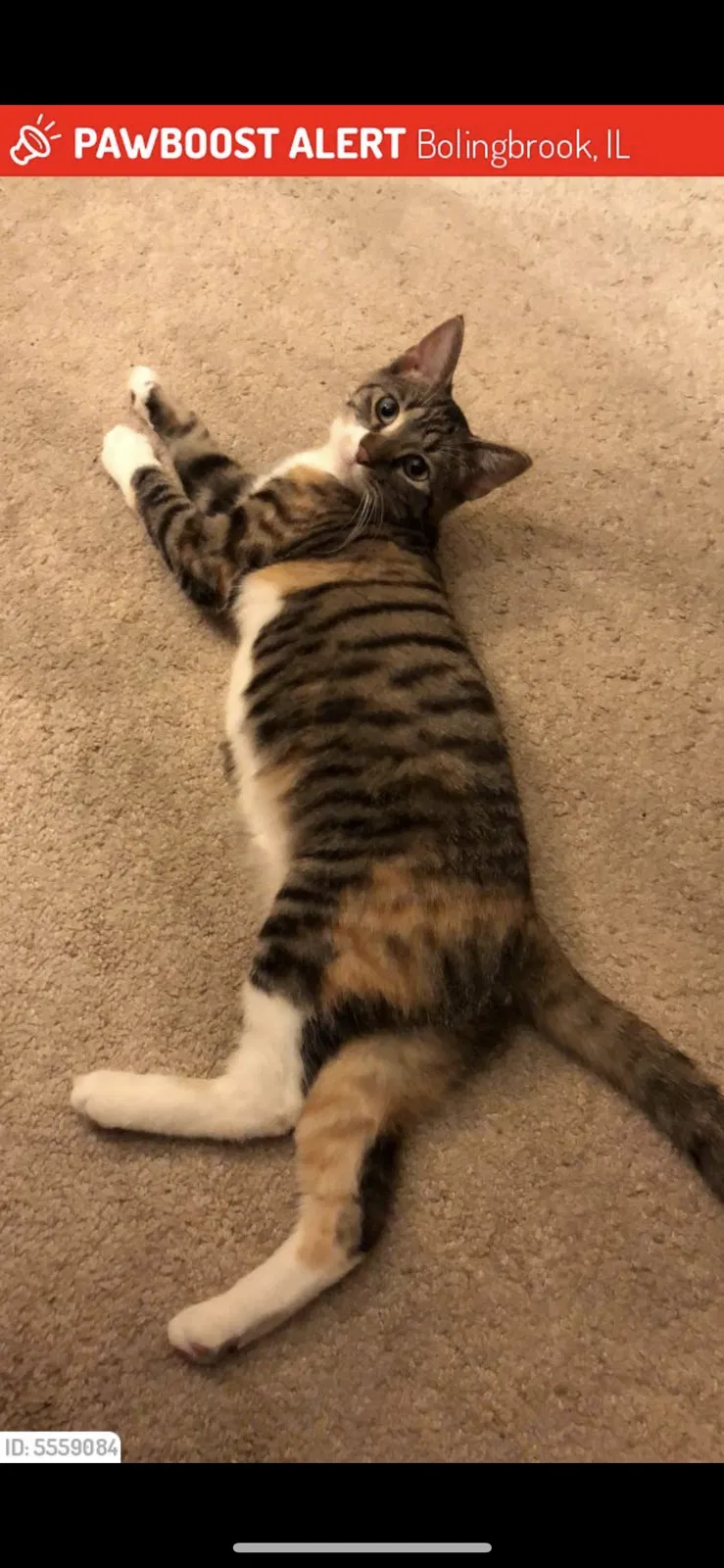 Lost cat in Bolingbrook, IL, 60440