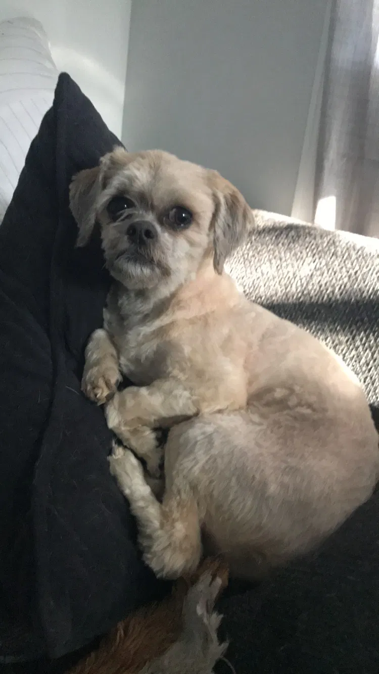 Lost dog in Grand Rapids, MI, 49503