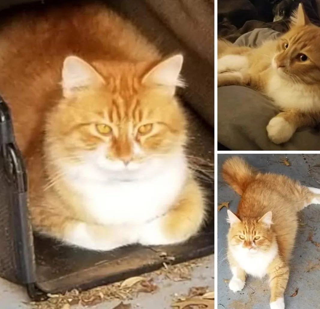 Lost cat in Wichita Falls, TX, 76310
