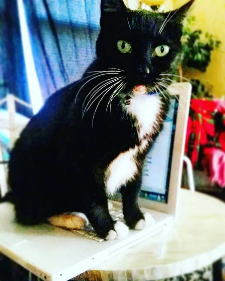 Lost cat in Duluth, MN, 55805