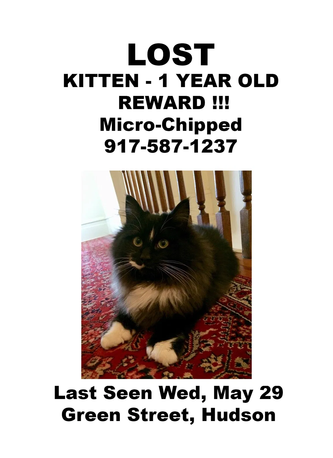 Lost cat in Hudson, NY, 12534