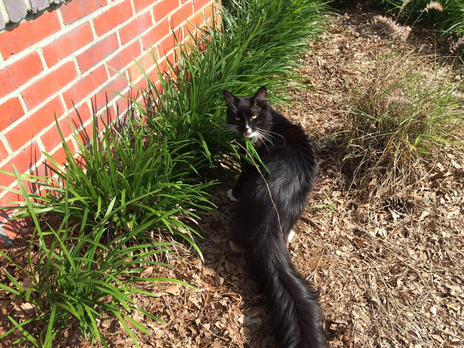 Lost cat in Waynesboro, VA, 22980