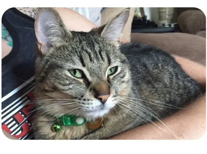 Lost cat in Penfield, NY, 14526