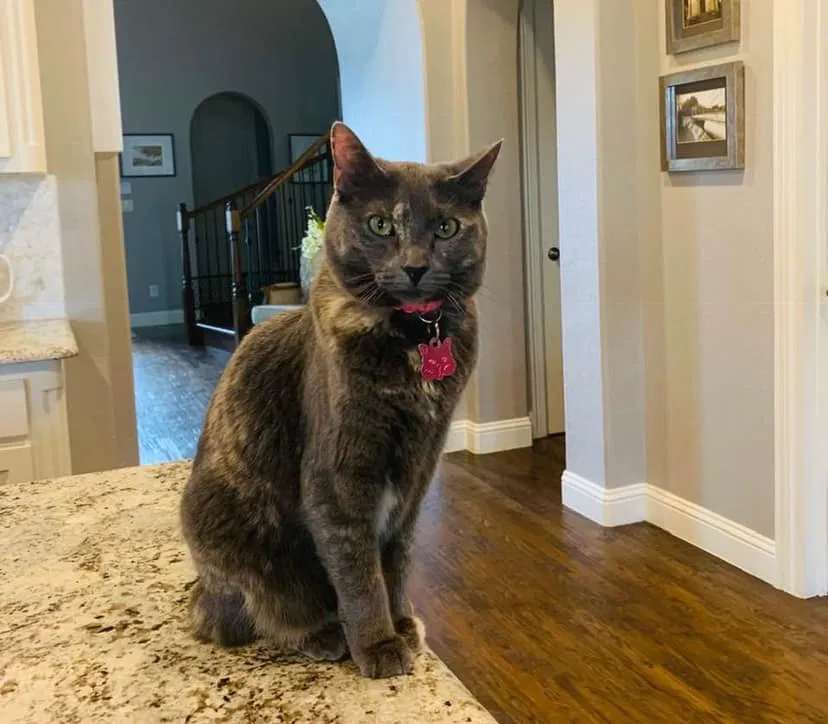 Lost cat in Celina, TX, 75009