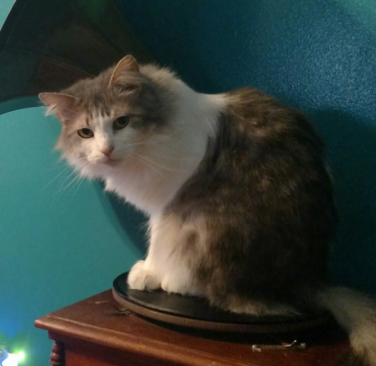 Lost cat in Lenoir City, TN, 37771