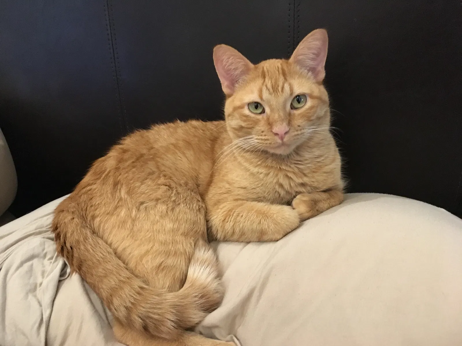 Lost cat in Bountiful, UT, 84010