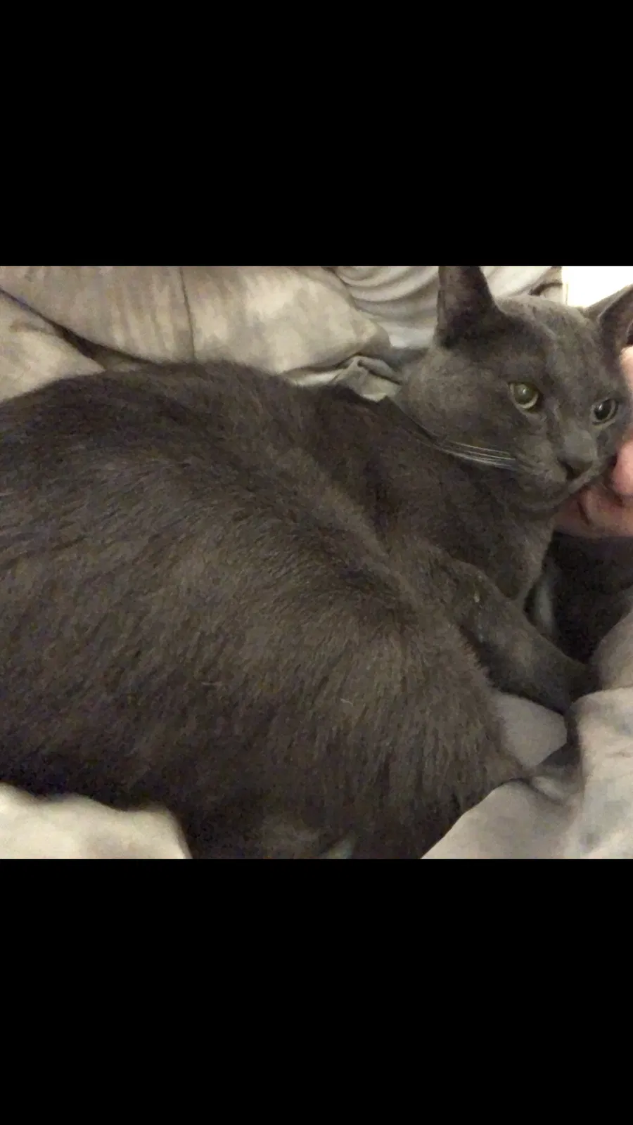 Lost cat in New Orleans, LA, 70124