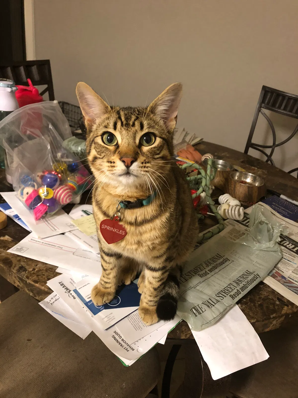 Lost cat in Spring, TX, 77386