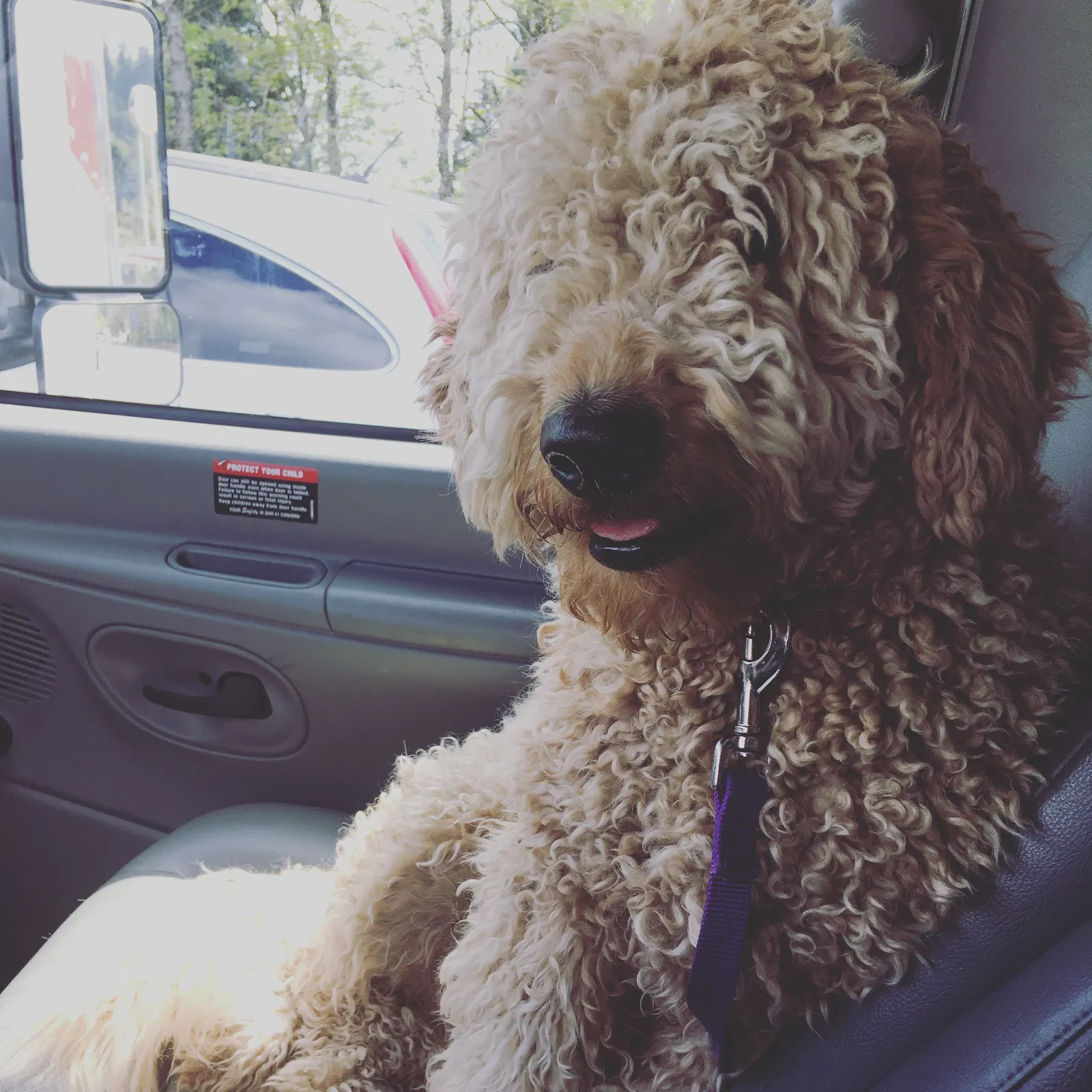 Lost dog in Puyallup, WA, 98372